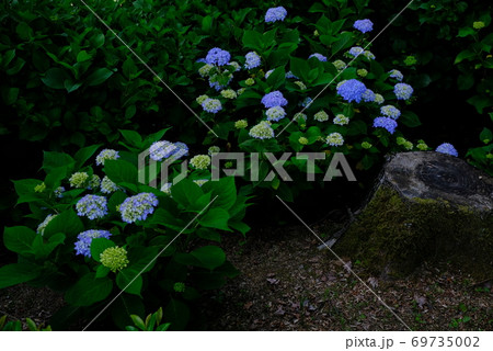 XT2三景園のヒメアジサイその10 69735002