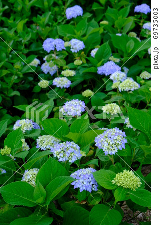 XT2三景園のヒメアジサイその11 69735003