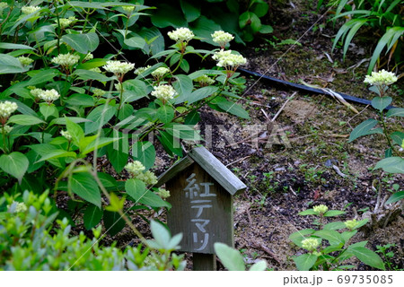 XT2三景園のあじさい祭り2018年その8 69735085