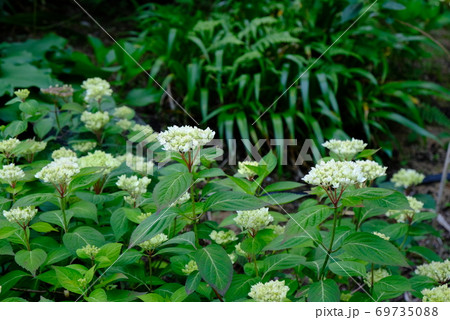 XT2三景園のあじさい祭り2018年その11 69735088