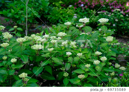 XT2三景園のあじさい祭り2018年その12 69735089