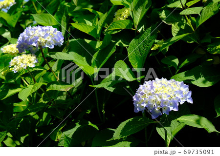 XT2三景園のあじさい祭り2018年その14 69735091