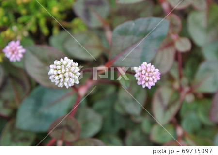 ポリゴナムの花 ポリゴナムの花 69735097