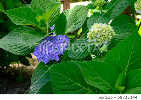 XT2三景園のあじさい祭り2018年その17 69735144