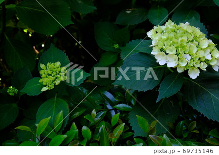 XT2三景園のあじさい祭り2018年その19 69735146