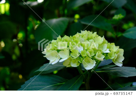 XT2三景園のあじさい祭り2018年その20 69735147