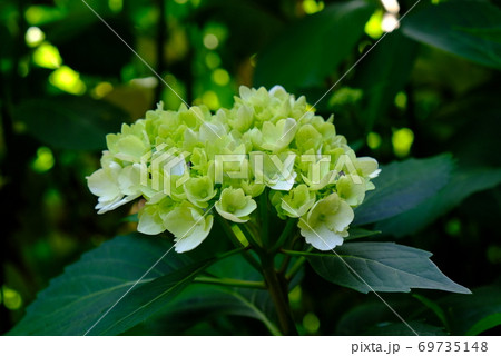 XT2三景園のあじさい祭り2018年その21 69735148