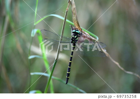 トンボ 69735258