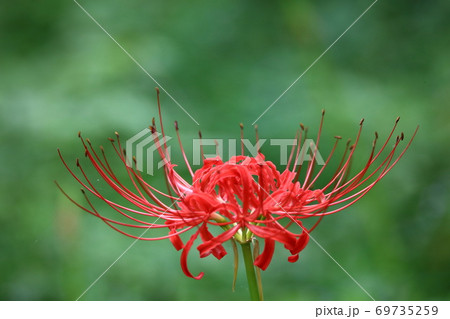 彼岸花 69735259