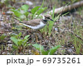 コチドリ 69735261