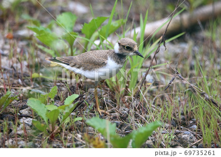 コチドリ 69735261