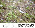 コチドリ 69735262