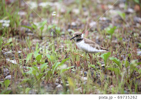 コチドリ 69735262