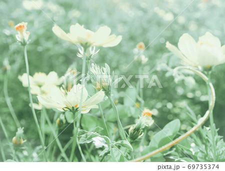 Blur background the green leaves and white flowers in the flowers filed 69735374