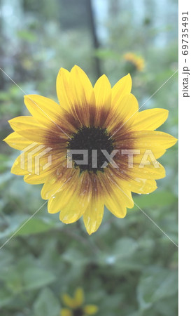 雨の中の濡れたひまわり 69735491