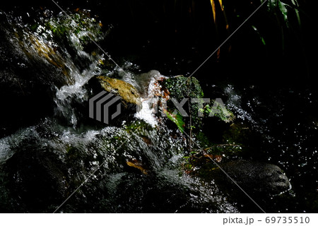 XT2三景園の自然その19 69735510