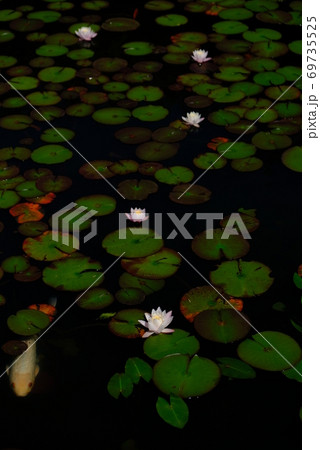 XT2三景園の自然その34 69735525