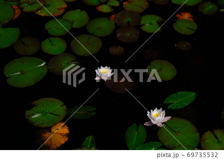 XT2三景園の自然その41 69735532