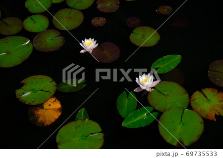 XT2三景園の自然その42 69735533