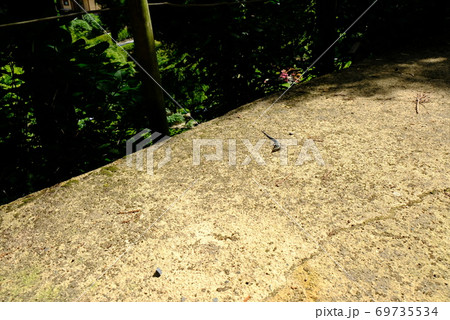 XT2三景園の自然その43 69735534