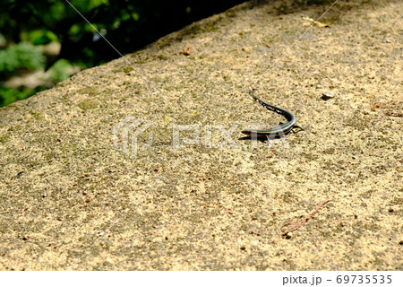 XT2三景園の自然その44 69735535