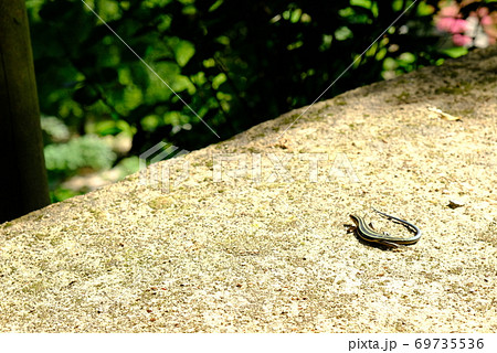 XT2三景園の自然その45 69735536