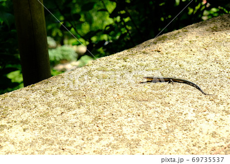 XT2三景園の自然その46 69735537