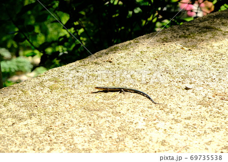 XT2三景園の自然その47 69735538