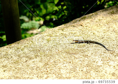 XT2三景園の自然その48 69735539