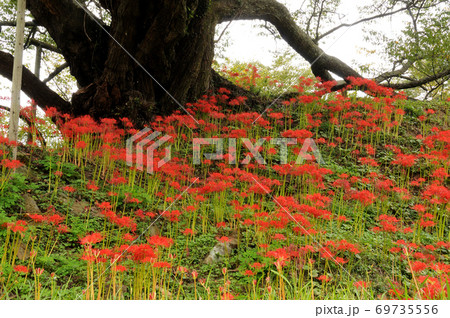 仏隆寺のヒガンバナ 69735556
