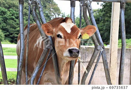 牛　ジャージー牛 69735637