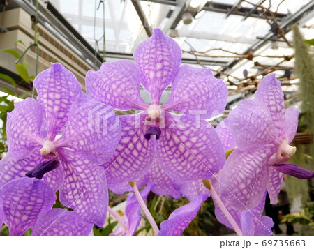 神代植物公園のラン　バンダ・ボンチョ 69735663