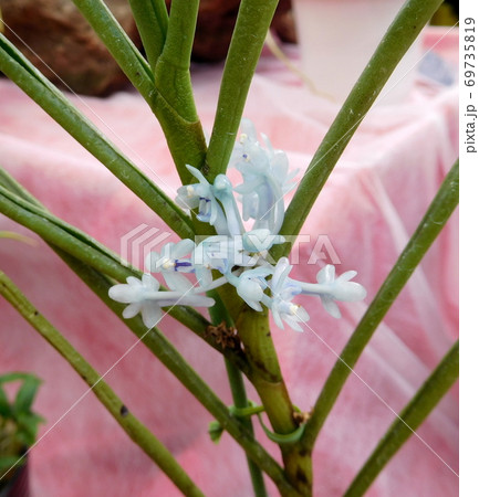 神代植物公園のラン　クレイソセントロン ゴクシンギー 69735819