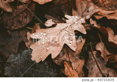 Oak tree leaves with water drops lay on ground Oak tree leaves with water drops lay on ground 69735839