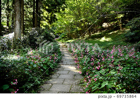 秋海棠の咲く岩湧寺参道 秋海棠の咲く岩湧寺参道 69735864