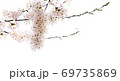 桜 花 植物 69735869