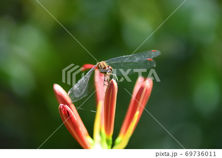 赤トンボのマユタテアカネと彼岸花 69736011