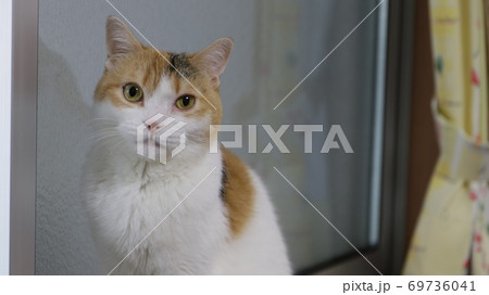 三毛猫とカーテン 三毛猫とカーテン 69736041