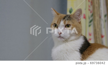 見つめる三毛猫 見つめる三毛猫 69736042