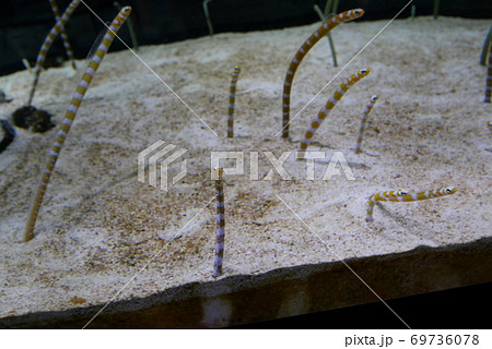 ニシキアナゴ ニシキアナゴ 69736078