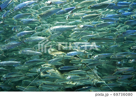 マイワシの群れ 69736080