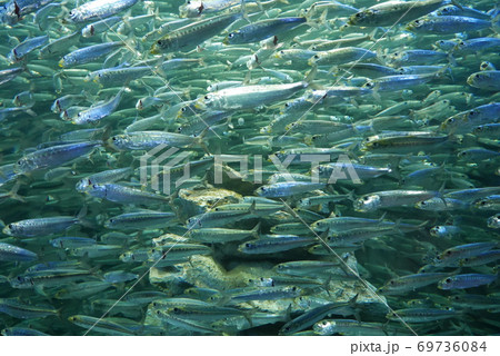 マイワシの群れ マイワシの群れ 69736084