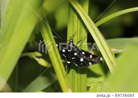 シロモンノメイガ 69736085