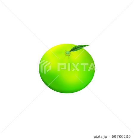 葉付きの緑色のミカン 69736236