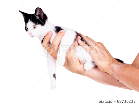 Black and white kitten in the hands of an adult man 69736238