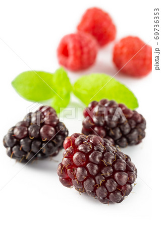 ラズベリーとブラックベリー ラズベリーとブラックベリー 69736353