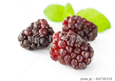 ブラックベリー ブラックベリー 69736359