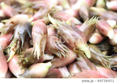 みょうが 69736451