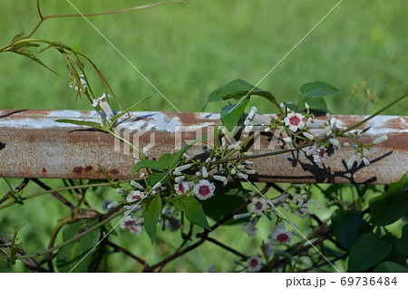 つる性の野草の花が塀につたい咲いている夏 69736484