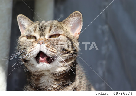 寂しくてニャーニャーなく猫のアメリカンショートヘアブラウンタビー 寂しくてニャーニャーなく猫のアメリカンショートヘアブラウンタビー 69736573
